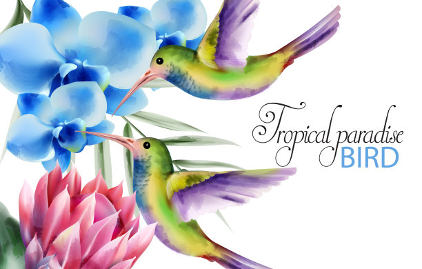 水彩热带极乐鸟色彩斑斓图片下载