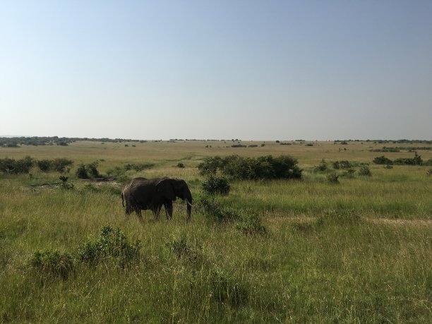 草原上的大象图片下载