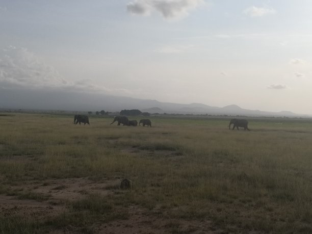 草原上的大象图片下载