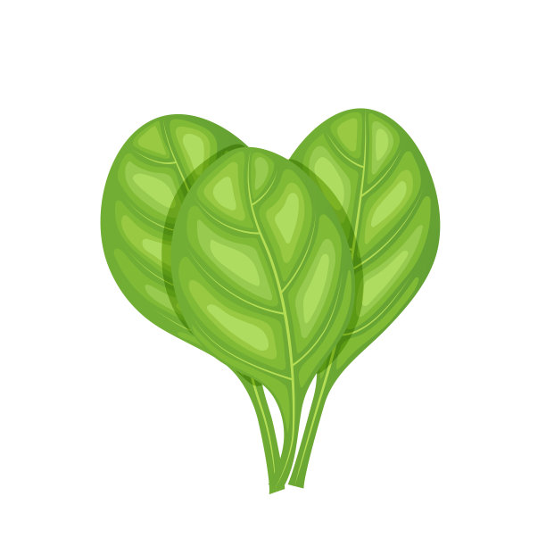 绿色的菠菜叶子图片下载
