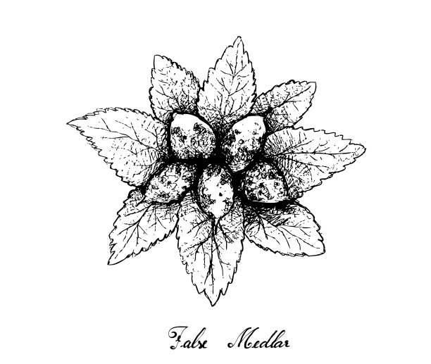 手绘的矮人白光水果在白色的背景图片下载