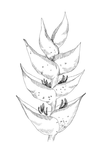 Calathea热带植物。媒介素描奇异花孤立在白色。手绘草图元素的邀请，婚礼或贺卡。花的概念。热带的概念图片下载