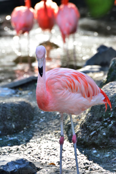 粉红色的火烈鸟图片下载