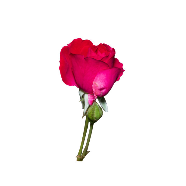 照片美丽的花孤立在白色的背景。图片下载