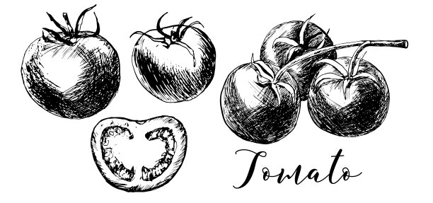 用墨水和钢笔手绘的番茄。图片下载