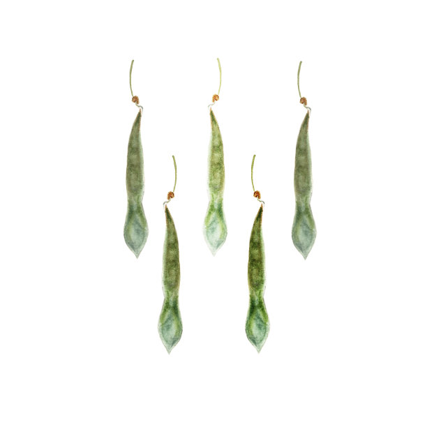 紫藤种子与水彩画。手绘在白色背景图片下载