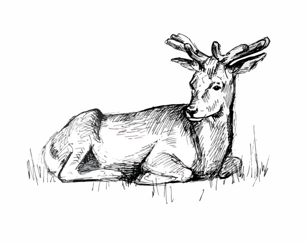 说谎的鹿。现实的画线图片下载