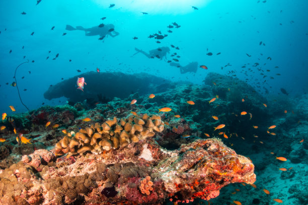 水下呼吸器潜水员的剪影游泳在一个色彩斑斓的珊瑚礁上挤满了鱼图片下载