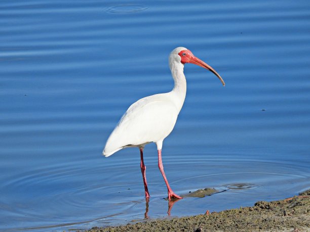 白鹮(Eudocimus albus)在水边在佛罗里达的一个湖图片下载