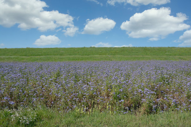德国莱茵兰的春天图片下载