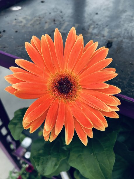 橘色花图片下载