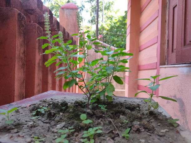 在花盆上放一株图尔西植物选择性对焦，选择性对焦对象，背景模糊图片下载