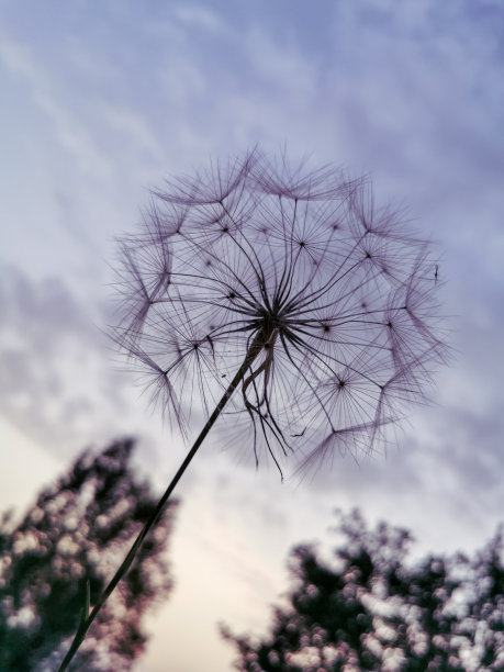 蒲公英图片下载