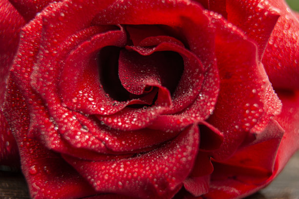 玫瑰/天然红玫瑰与水滴特写/情人节贺卡，妇女节。节日音乐会。图片下载