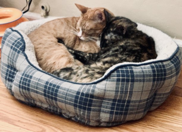 凤凰城&弗朗西斯图片下载