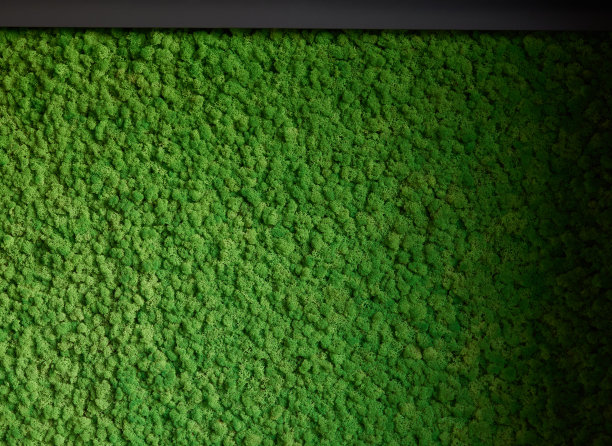驯鹿苔藓的天然质地。装饰墙上的青苔植物。背景与复制空间。有机材料的图片。办公室风格，室内设计元素。图片下载