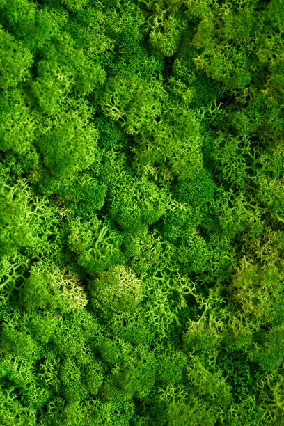 驯鹿苔藓的天然质地。装饰墙上的青苔植物。背景与复制空间。有机材料的图片。办公室风格，室内设计元素。图片下载