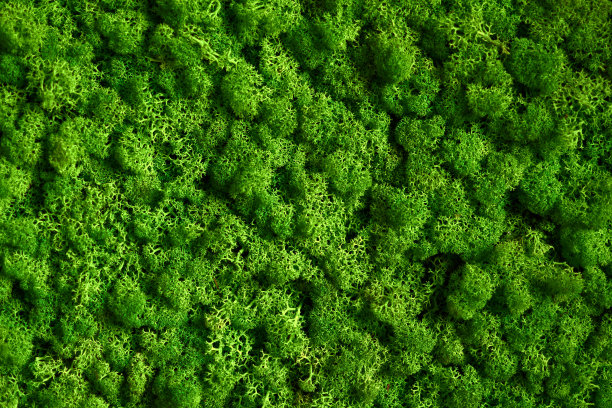 驯鹿苔藓的天然质地。装饰墙上的青苔植物。背景与复制空间。有机材料的图片。办公室风格，室内设计元素。图片下载