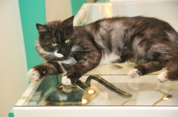 猫用金子看守着柜台图片下载