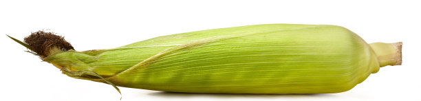 新鲜成熟的封闭玉米穗轴图片下载