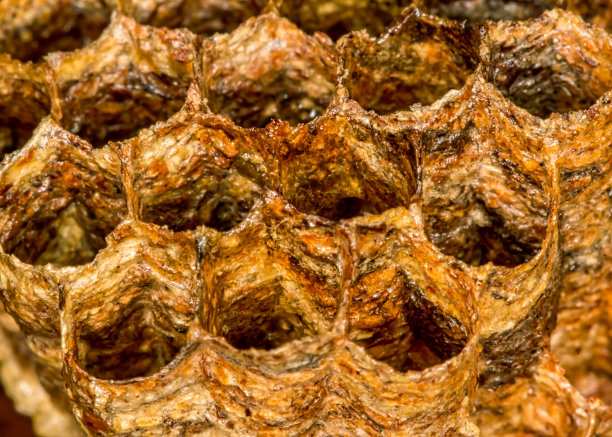 蜂房或蜂窝蜂房入口的细节图片下载