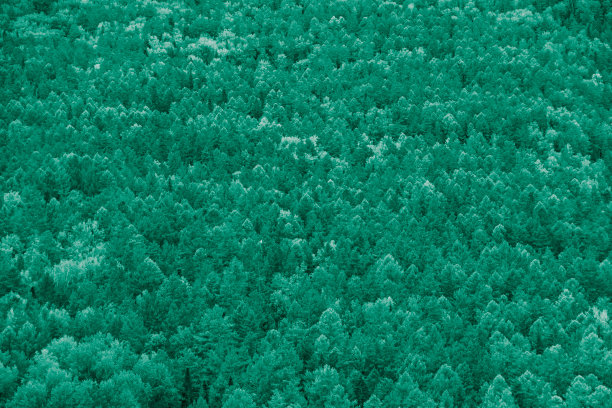 山坡上绿树成荫，以茂密的针叶林为背景图片下载