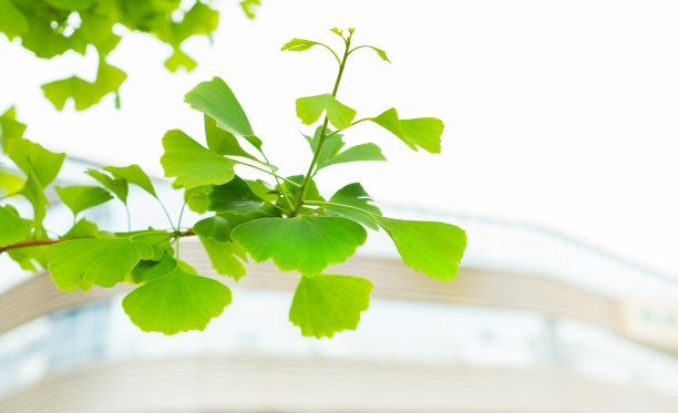 绿色的银杏叶在春天图片下载