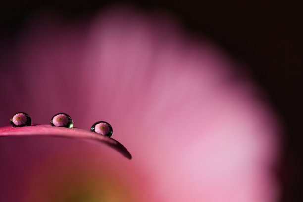 三水滴与花折射暗粉色神秘抽象背景微距图片下载
