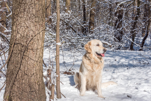 雪地里的白色金毛寻回犬图片下载
