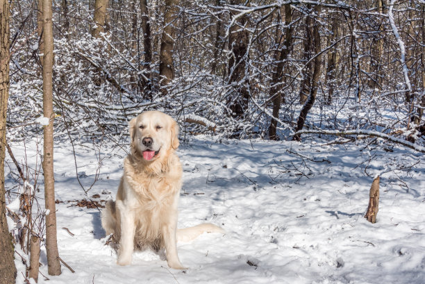 雪地里的白色金毛寻回犬图片下载