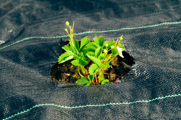 草莓植物用杂草抑制垫图片下载