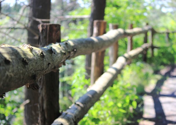 夏天的路径图片下载