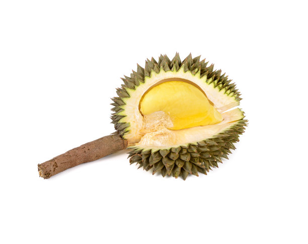 剥皮的成熟榴莲果实，茎在白色背景上图片下载