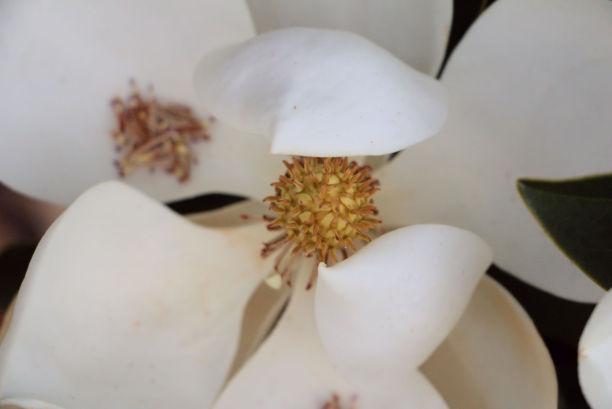 家中园艺百花盛开图片下载