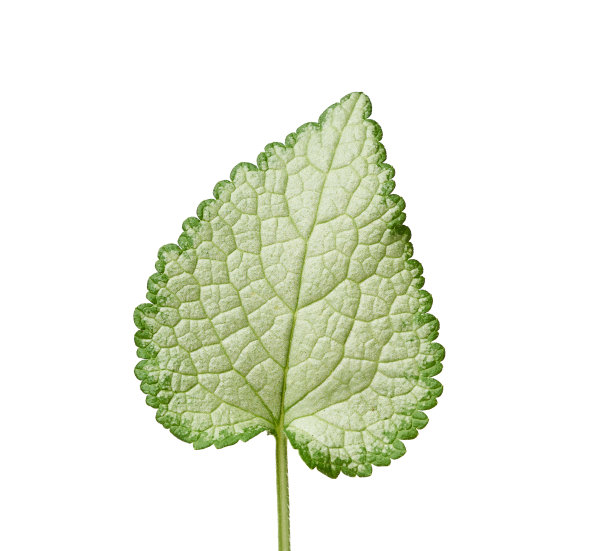 绿叶斑纹或死叶图片下载