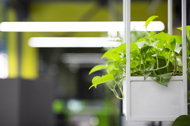 宏观拍摄的绿色植物在宽绿色盆栽图片下载