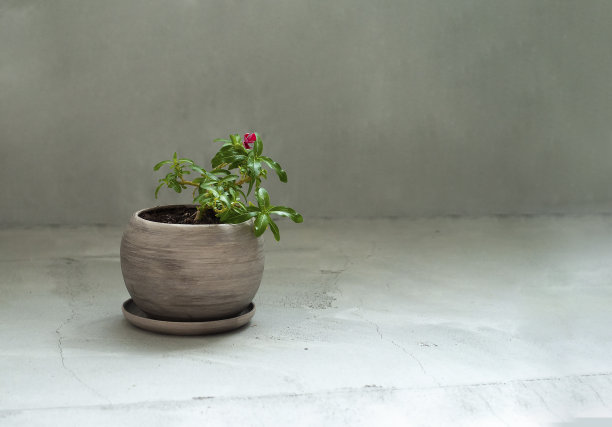 美丽的Catharanthus花家植物生长在天然粘土花盆上的混凝土在灰色的背景。副本的空间。图片下载