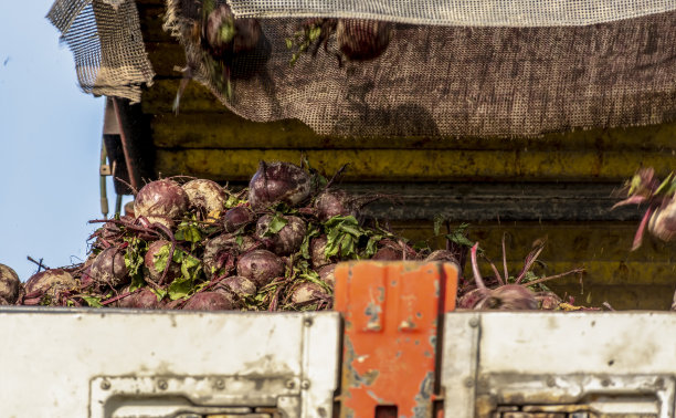 在农田上机械化收割红甜菜。图片下载