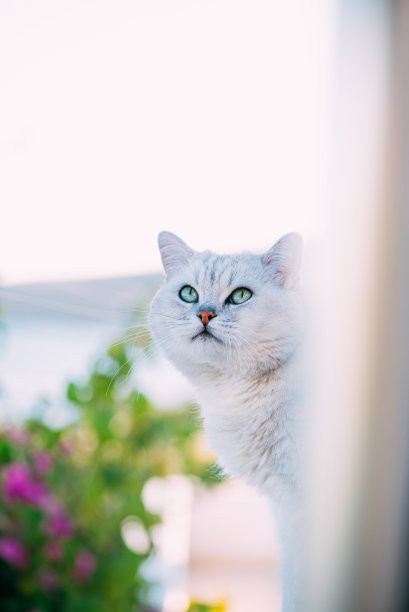 阳台上的英国短毛猫图片下载