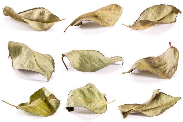 玫瑰干叶图片下载