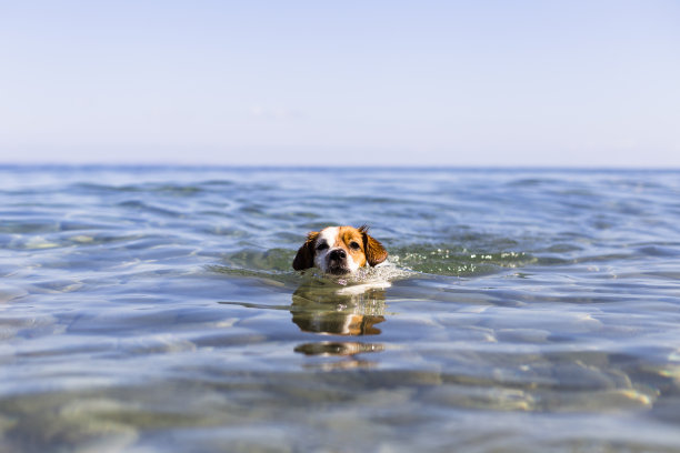 可爱的小狗在伊比沙岛美丽的水里游泳。暑期度假概念图片下载