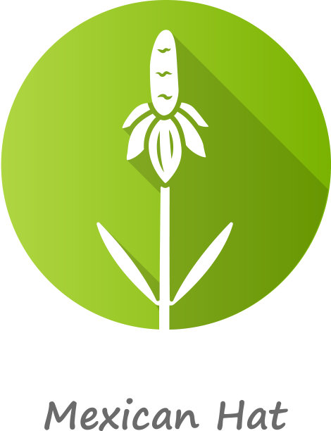 墨西哥帽野花绿扁长设计图片下载