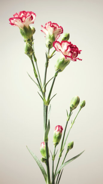 红色康乃馨特写，自然背景图片下载