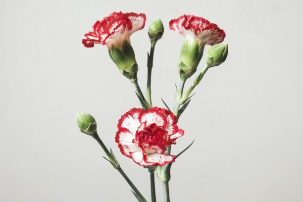 红色康乃馨特写，自然背景图片下载