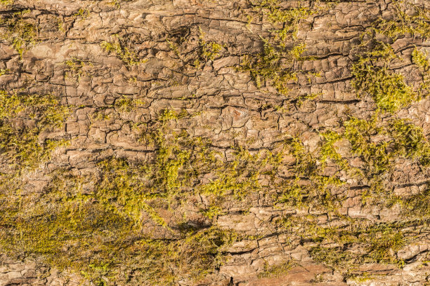 带有苔藓的树皮纹理图片下载