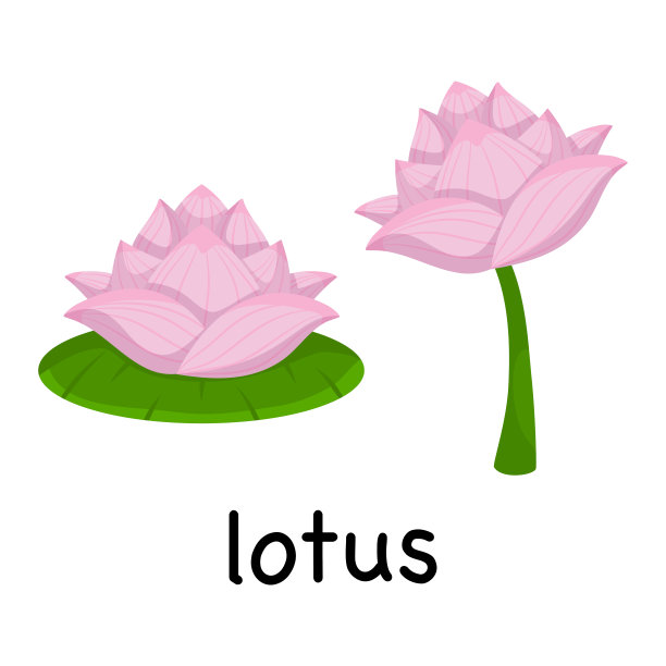 矢量插图可爱卡通莲花孤立在白色背景，极简风格，植物图片下载