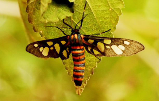印度卡纳塔克邦，库奥格，Syntomoides Imaon素材图片
