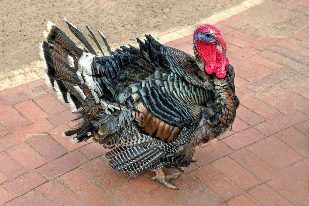 漂亮的自制火鸡，头上有个红扇贝。图片下载