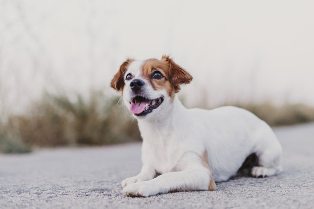 户外的肖像，一个可爱的快乐的小狗坐在地板上，看着相机。宠物在户外图片下载
