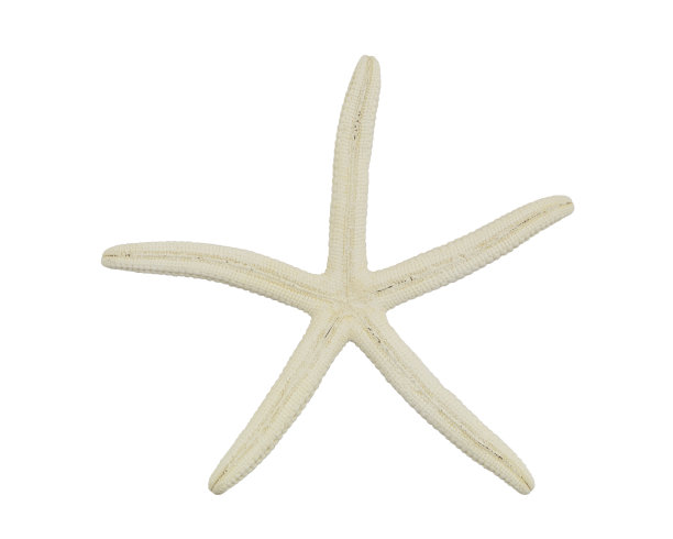 海星孤立在白色上图片下载